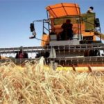Blé dur : L&rsquo;Algérie s&rsquo;attend à une autosuffisance durant la saison agricole en cours